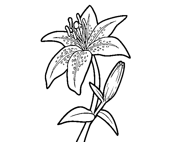 Madonna lily coloring page