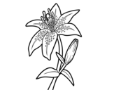 Madonna lily coloring page