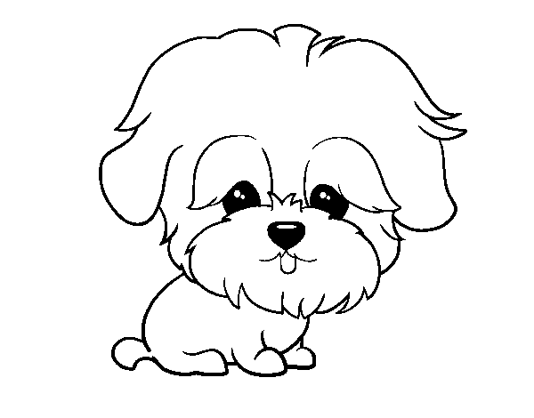 Maltese coloring page
