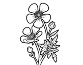 Meadow buttercup flower coloring page