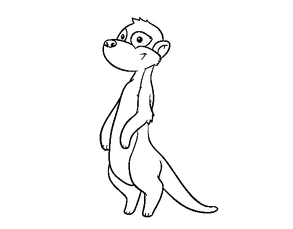 Meerkat coloring page