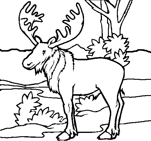 Moose coloring page