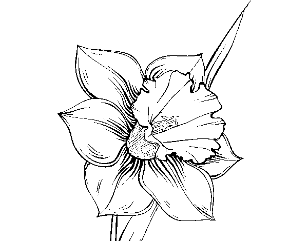 Narcissus flower coloring page