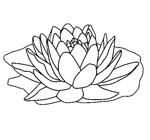 Nymphaea coloring page
