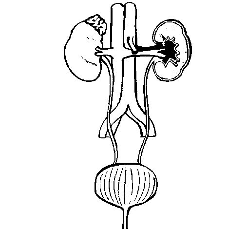 Organs coloring page