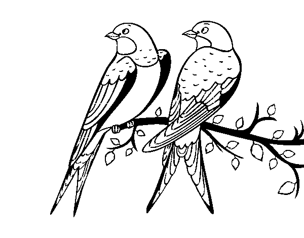 Pair of birds coloring page