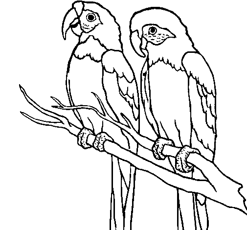 Parrots coloring page