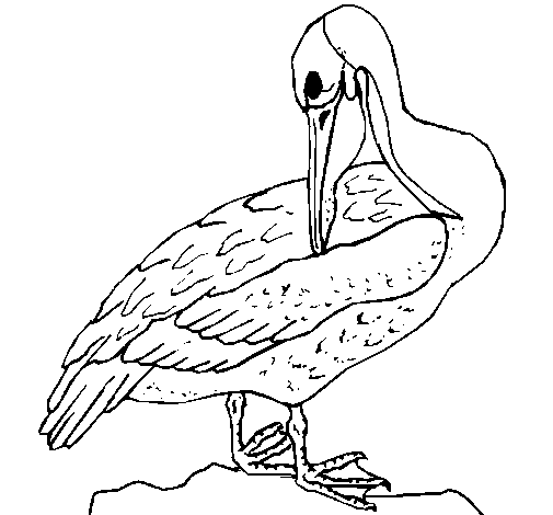 Pelican coloring page