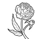 Peony coloring page
