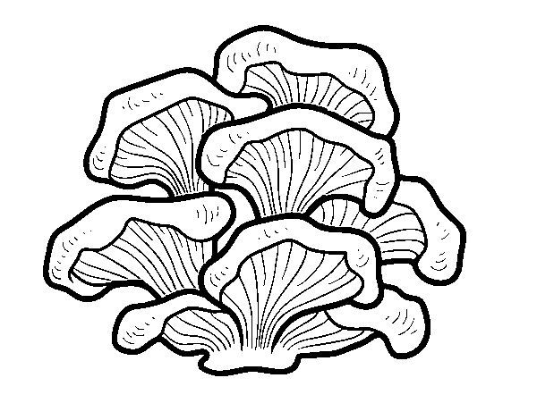 Pleurotus mushrooms coloring page