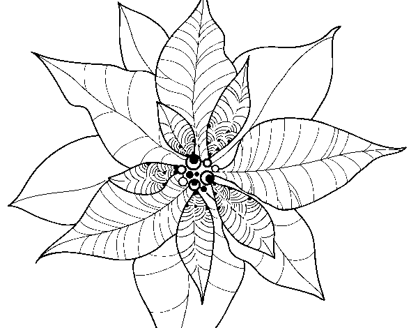 Poinsettia flower coloring page
