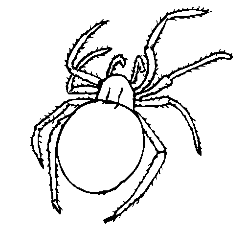 Poisonous spider coloring page