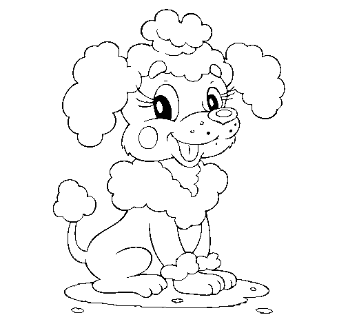 Poodle coloring page