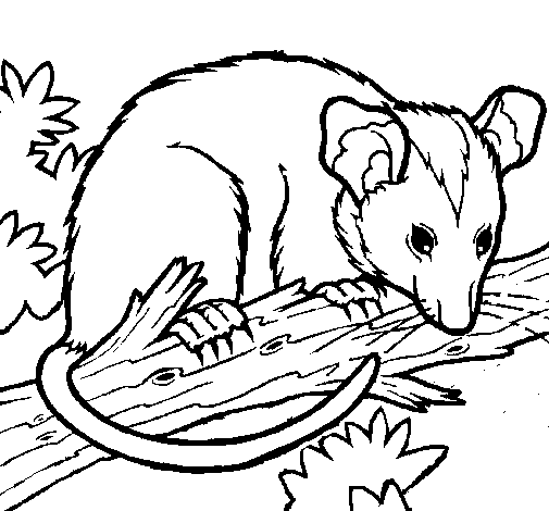 Possum coloring page