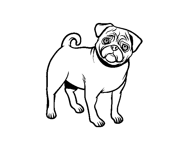 Pug dog coloring page