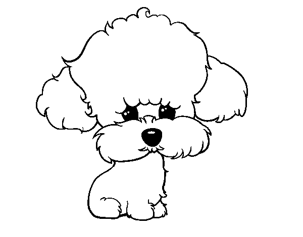 Puppy poodle coloring page