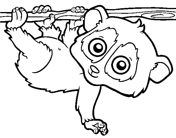 Pygmy slow loris coloring page