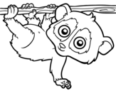Pygmy slow loris coloring page