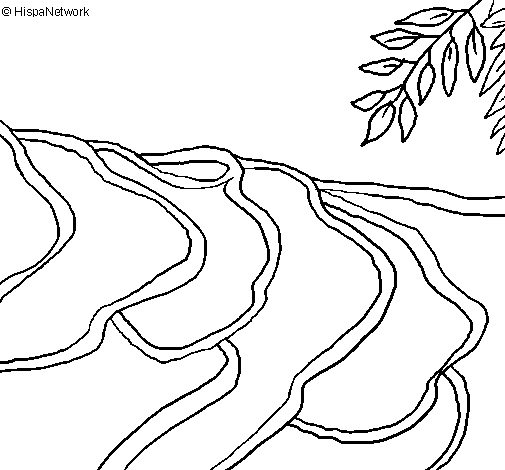 Rice field coloring page