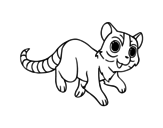 Ringtailed cat coloring page