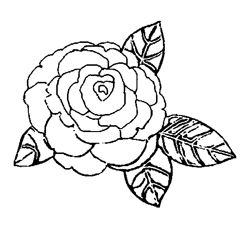 Rose coloring page