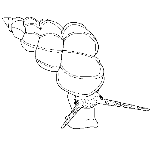 Sea snail coloring page