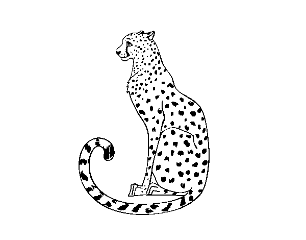 Seated Cheetah coloring page