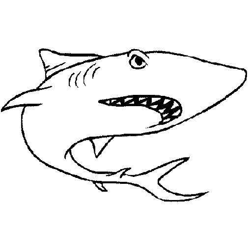 Shark coloring page