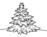 Silver fir coloring page