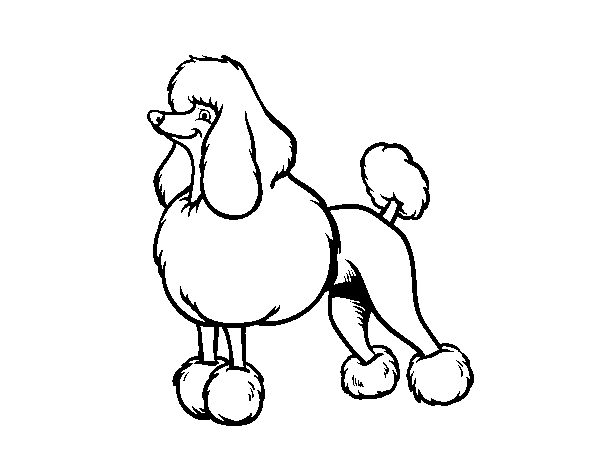 Snooty Poodle coloring page