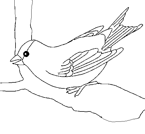 Sparrow on branch coloring page