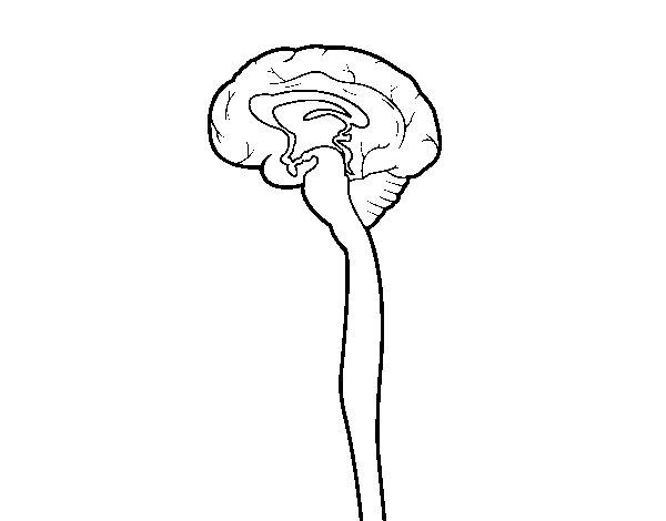Spinal cord coloring page