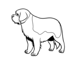 St. Bernard dog coloring page