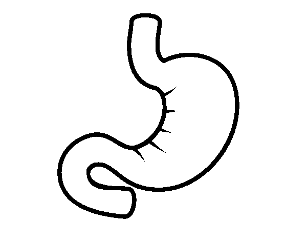 Stomach coloring page