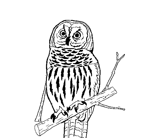 Striped owl coloring page