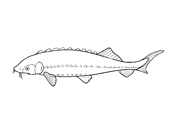 Sturgeon coloring page