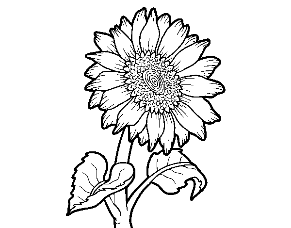 Sunflower flower coloring page