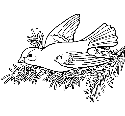 Swallow coloring page