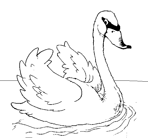 Swan in water coloring page