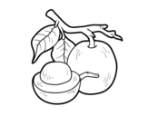 Tallow wood coloring page