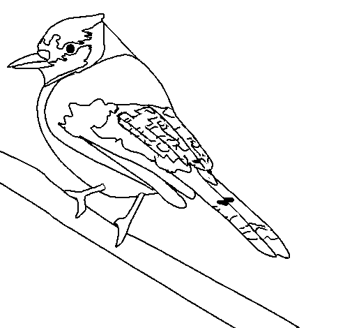 Tropical bird coloring page