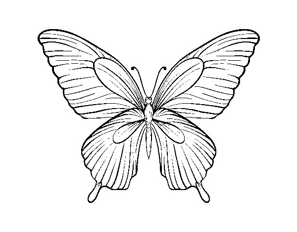 Tropical butterfly coloring page