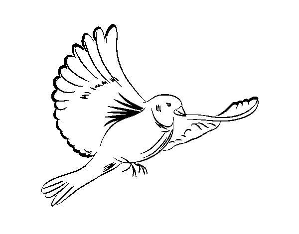 White dove coloring page