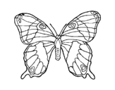 Wild butterfly coloring page