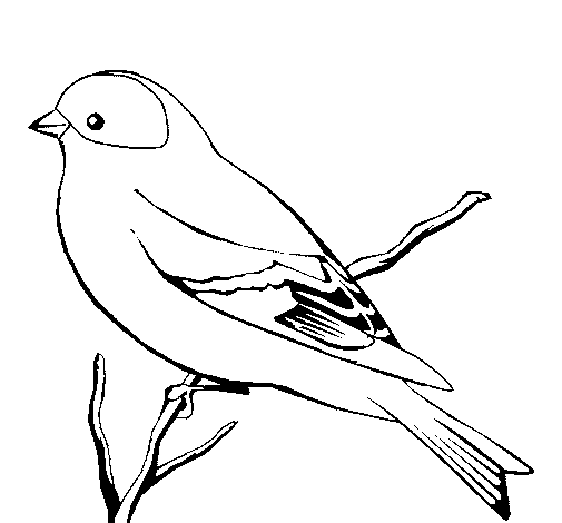 Wild canary coloring page