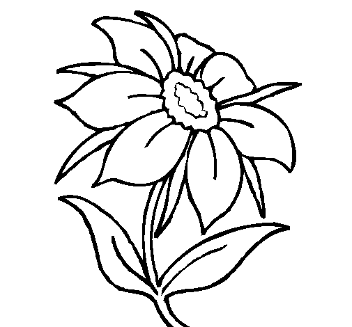 Wild flower coloring page