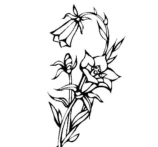 Wild flowers coloring page