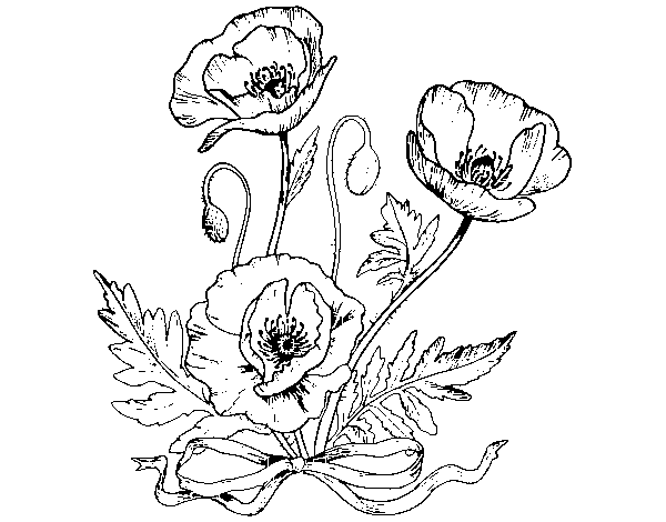 Wild poppies coloring page