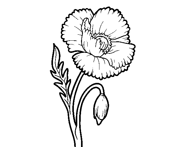 Wild Poppy coloring page