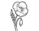 Wild Poppy coloring page